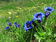 05 Gentiana acaulis (Genziana di Koch) 